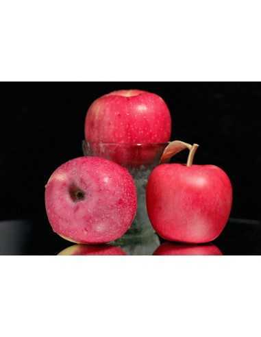 MANZANA 400g Moneda de Cobre 100 Francos CFA Camerún 2025 - Coins & More - Camerún
