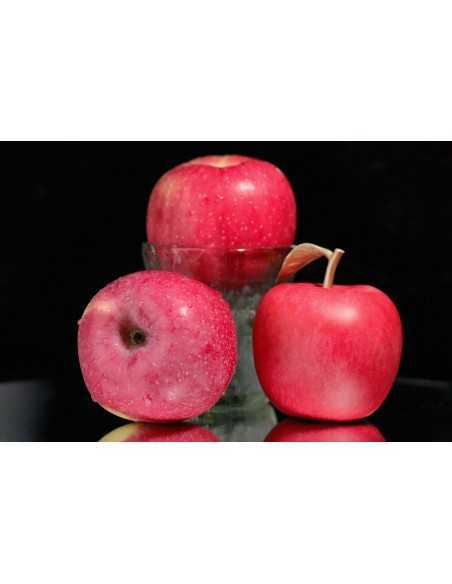 MELA 400g Moneta di rame 100 Franchi CFA Camerun 2025 - Coins & More - Camerun