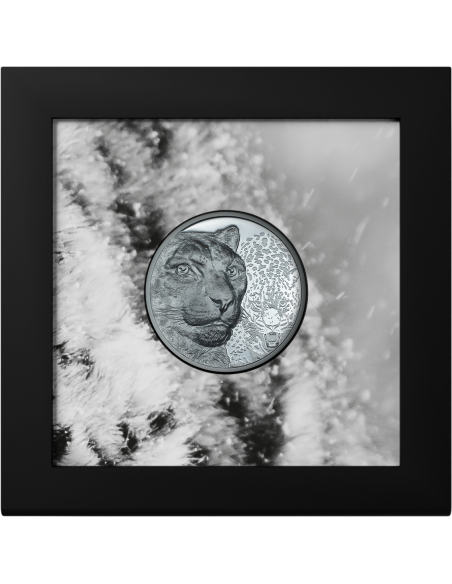 SNOW LEOPARD Wild Mongolia 2 Oz Silver Black Proof Coin 2000 Togrog Mongolia 2024 - Coins & More - Mongolia