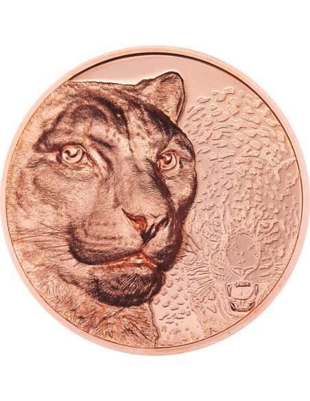SNOW LEOPARD Wild Mongolia Ram Copper Coin 250 Togrog Mongolia 2024 - Coins & More - Mongolia