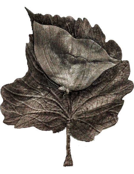 MISTICA FARFALLA FOGLIA Moneta d'argento da 2 Oz 2000 Franchi Camerun 2025 - Coins & More - Camerun