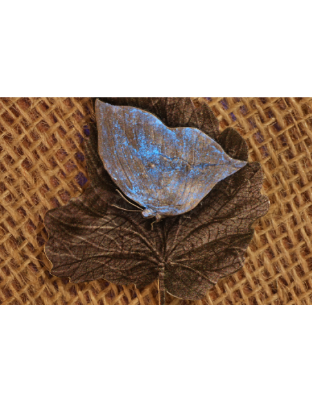 MYSTIC LEAFWING BUTTERFLY 2 Oz Silbermünze 2000 Francs Kamerun 2025 - Coins & More - Kamerun