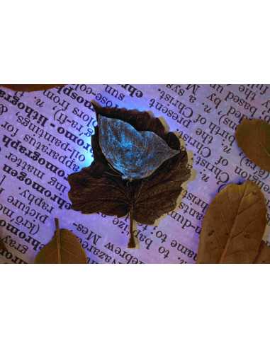MYSTIC LEAFWING BUTTERFLY 2 Oz Silbermünze 2000 Francs Kamerun 2025 - Coins & More - Kamerun