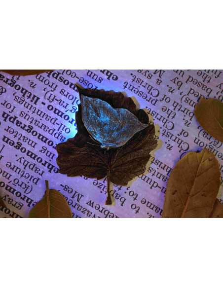 MYSTIC LEAFWING BUTTERFLY 2 Oz Silbermünze 2000 Francs Kamerun 2025 - Coins & More - Kamerun