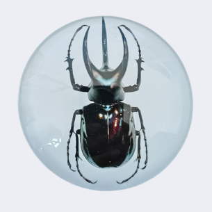 ATLAS BEETLE 2 Oz Silbermünze 2 Wächter Wahrheitswächter 2024 - Coins & More - Silber