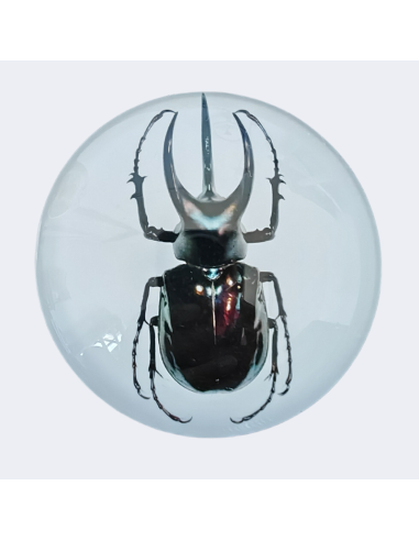 ATLAS BEETLE 2 Oz Silver Coin 2 Guards Truth Guard 2024 - Coins & More - Silver