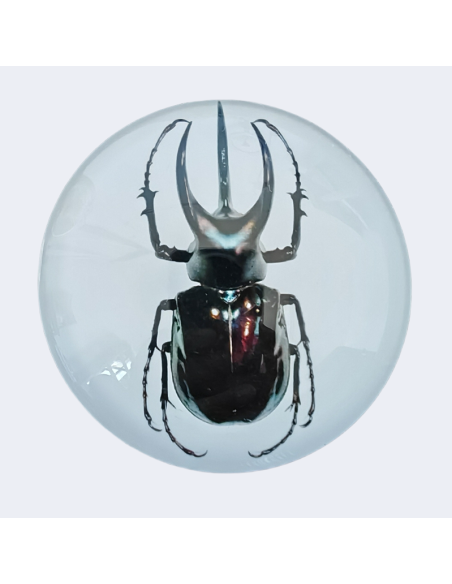 ATLAS BEETLE 2 Oz Silbermünze 2 Wächter Wahrheitswächter 2024 - Coins & More - Silber