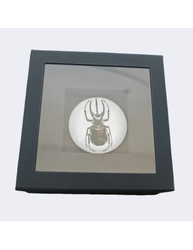 ATLAS BEETLE 2 Oz Silbermünze 2 Wächter Wahrheitswächter 2024 - Coins & More - Silber