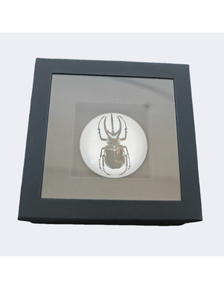 ATLAS BEETLE Moneta d'Argento da 2 Oz 2 Guardie della Verità 2024 - Coins & More - Argento